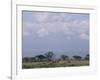 Amboseli National Park and Mt. Kilimanjaro, Kenya, Africa-Charles Bowman-Framed Photographic Print