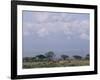 Amboseli National Park and Mt. Kilimanjaro, Kenya, Africa-Charles Bowman-Framed Photographic Print