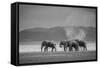 Amboseli Park,Kenya,Africa a Family of Elephants in Amboseli Kenya-ClickAlps-Framed Stretched Canvas