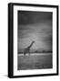 Amboseli Park,Kenya,Italy a Giraffe Shot in the Park Amboseli, Kenya, Shortly before a Thunderstorm-ClickAlps-Framed Premium Photographic Print