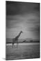 Amboseli Park,Kenya,Italy a Giraffe Shot in the Park Amboseli, Kenya, Shortly before a Thunderstorm-ClickAlps-Mounted Premium Photographic Print