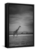 Amboseli Park,Kenya,Italy a Giraffe Shot in the Park Amboseli, Kenya, Shortly before a Thunderstorm-ClickAlps-Framed Stretched Canvas