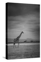 Amboseli Park,Kenya,Italy a Giraffe Shot in the Park Amboseli, Kenya, Shortly before a Thunderstorm-ClickAlps-Stretched Canvas