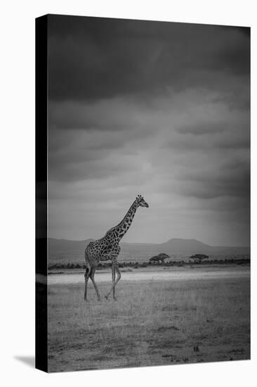 Amboseli Park,Kenya,Italy a Giraffe Shot in the Park Amboseli, Kenya, Shortly before a Thunderstorm-ClickAlps-Stretched Canvas