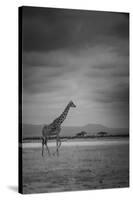 Amboseli Park,Kenya,Italy a Giraffe Shot in the Park Amboseli, Kenya, Shortly before a Thunderstorm-ClickAlps-Stretched Canvas