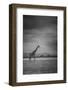 Amboseli Park,Kenya,Italy a Giraffe Shot in the Park Amboseli, Kenya, Shortly before a Thunderstorm-ClickAlps-Framed Photographic Print