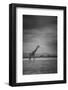 Amboseli Park,Kenya,Italy a Giraffe Shot in the Park Amboseli, Kenya, Shortly before a Thunderstorm-ClickAlps-Framed Photographic Print