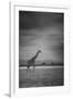 Amboseli Park,Kenya,Italy a Giraffe Shot in the Park Amboseli, Kenya, Shortly before a Thunderstorm-ClickAlps-Framed Photographic Print