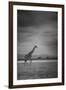 Amboseli Park,Kenya,Italy a Giraffe Shot in the Park Amboseli, Kenya, Shortly before a Thunderstorm-ClickAlps-Framed Photographic Print