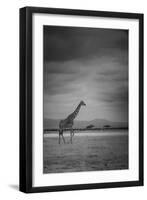 Amboseli Park,Kenya,Italy a Giraffe Shot in the Park Amboseli, Kenya, Shortly before a Thunderstorm-ClickAlps-Framed Photographic Print