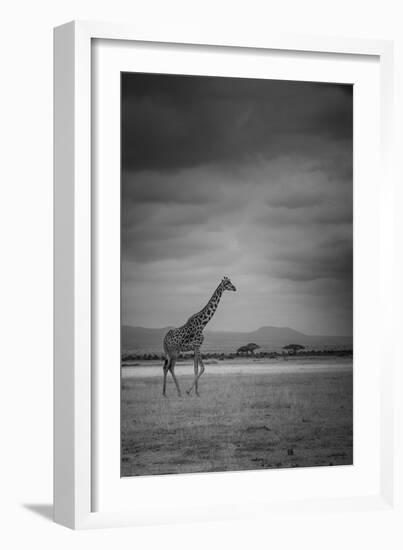 Amboseli Park,Kenya,Italy a Giraffe Shot in the Park Amboseli, Kenya, Shortly before a Thunderstorm-ClickAlps-Framed Photographic Print