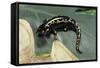 Ambystoma Maculatum (Spotted Salamander)-Paul Starosta-Framed Stretched Canvas