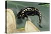 Ambystoma Maculatum (Spotted Salamander)-Paul Starosta-Stretched Canvas