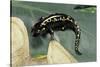 Ambystoma Maculatum (Spotted Salamander)-Paul Starosta-Stretched Canvas