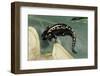 Ambystoma Maculatum (Spotted Salamander)-Paul Starosta-Framed Photographic Print