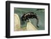 Ambystoma Maculatum (Spotted Salamander)-Paul Starosta-Framed Photographic Print