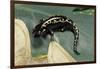 Ambystoma Maculatum (Spotted Salamander)-Paul Starosta-Framed Photographic Print