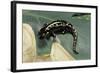 Ambystoma Maculatum (Spotted Salamander)-Paul Starosta-Framed Photographic Print