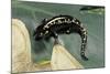 Ambystoma Maculatum (Spotted Salamander)-Paul Starosta-Mounted Photographic Print