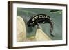 Ambystoma Maculatum (Spotted Salamander)-Paul Starosta-Framed Photographic Print