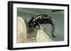 Ambystoma Maculatum (Spotted Salamander)-Paul Starosta-Framed Photographic Print