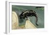 Ambystoma Maculatum (Spotted Salamander)-Paul Starosta-Framed Photographic Print