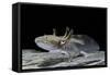 Ambystoma Mexicanum (Axolotl)-Paul Starosta-Framed Stretched Canvas