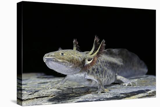 Ambystoma Mexicanum (Axolotl)-Paul Starosta-Stretched Canvas