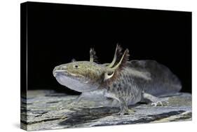 Ambystoma Mexicanum (Axolotl)-Paul Starosta-Stretched Canvas