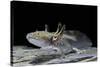 Ambystoma Mexicanum (Axolotl)-Paul Starosta-Stretched Canvas