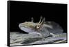 Ambystoma Mexicanum (Axolotl)-Paul Starosta-Framed Stretched Canvas