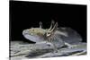 Ambystoma Mexicanum (Axolotl)-Paul Starosta-Stretched Canvas