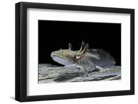 Ambystoma Mexicanum (Axolotl)-Paul Starosta-Framed Photographic Print