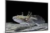 Ambystoma Mexicanum (Axolotl)-Paul Starosta-Mounted Photographic Print