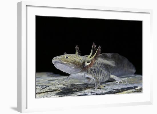 Ambystoma Mexicanum (Axolotl)-Paul Starosta-Framed Photographic Print