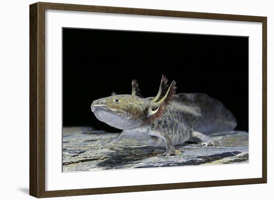 Ambystoma Mexicanum (Axolotl)-Paul Starosta-Framed Photographic Print