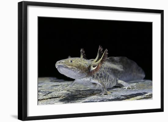 Ambystoma Mexicanum (Axolotl)-Paul Starosta-Framed Photographic Print