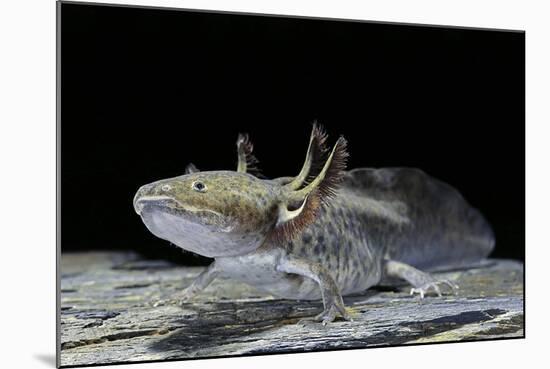 Ambystoma Mexicanum (Axolotl)-Paul Starosta-Mounted Photographic Print