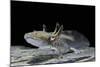 Ambystoma Mexicanum (Axolotl)-Paul Starosta-Mounted Photographic Print