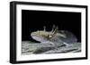 Ambystoma Mexicanum (Axolotl)-Paul Starosta-Framed Photographic Print