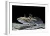 Ambystoma Mexicanum (Axolotl)-Paul Starosta-Framed Photographic Print