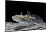 Ambystoma Mexicanum (Axolotl)-Paul Starosta-Mounted Photographic Print