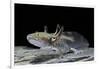 Ambystoma Mexicanum (Axolotl)-Paul Starosta-Framed Photographic Print