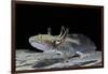 Ambystoma Mexicanum (Axolotl)-Paul Starosta-Framed Photographic Print