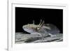 Ambystoma Mexicanum (Axolotl)-Paul Starosta-Framed Photographic Print