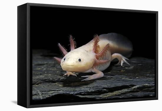 Ambystoma Mexicanum F. Leucistic (Axolotl)-Paul Starosta-Framed Stretched Canvas