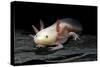 Ambystoma Mexicanum F. Leucistic (Axolotl)-Paul Starosta-Stretched Canvas