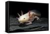 Ambystoma Mexicanum F. Leucistic (Axolotl)-Paul Starosta-Framed Stretched Canvas