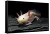 Ambystoma Mexicanum F. Leucistic (Axolotl)-Paul Starosta-Framed Stretched Canvas