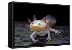 Ambystoma Mexicanum F. Leucistic (Axolotl)-Paul Starosta-Framed Stretched Canvas